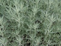 Artemisia ludoviciana var. albula Silver Queen