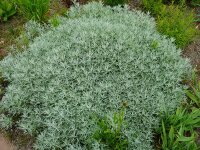 Artemisia ludoviciana var. albula Silver Queen