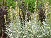 Artemisia ludoviciana var. albula Valerie Finnis