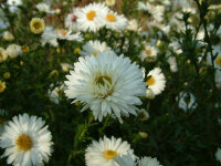 Aster (Symphyotrichum) novi-belgii Bonningdale White