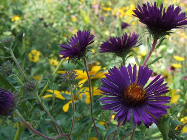 Aster (Symphyotrichum) novae-angliae Nachtauge