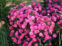 Aster (Symphyotrichum) novi-belgii Royal Ruby