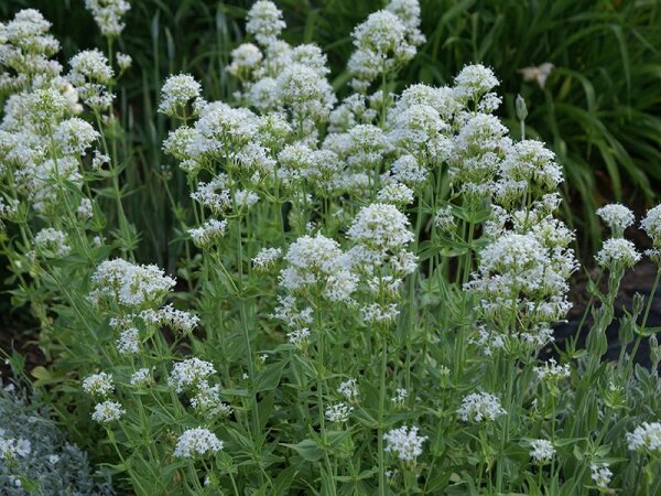 Centranthus ruber Albus