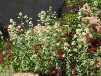 Centranthus ruber Albus