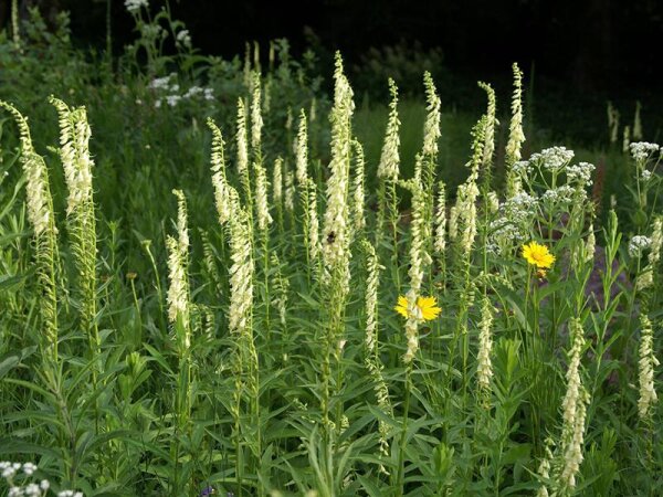 Digitalis lutea