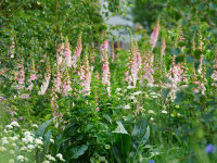 Digitalis purpurea Apricot