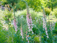 Digitalis purpurea Apricot