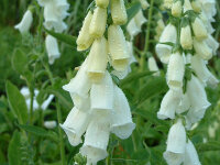 Digitalis purpurea Alba