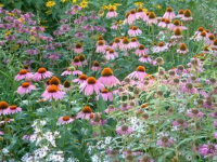 Echinacea purpurea Magnus