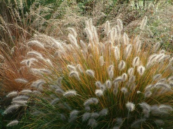 Pennisetum alopecuroides Goldstrich/Gelbstiel