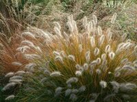 Pennisetum alopecuroides Goldstrich