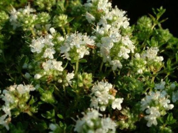 Thymus serpyllus Albus