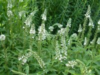 Lysimachia clethroides