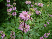 Phlomoides tuberosa