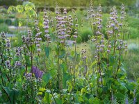 Phlomoides tuberosa