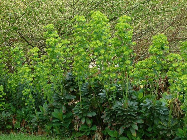 Euphorbia amygdaloides var. robbiae P1