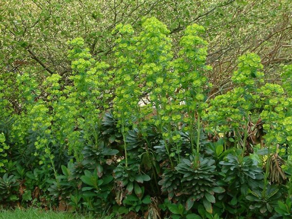 Euphorbia amygdaloides  var. robbiae