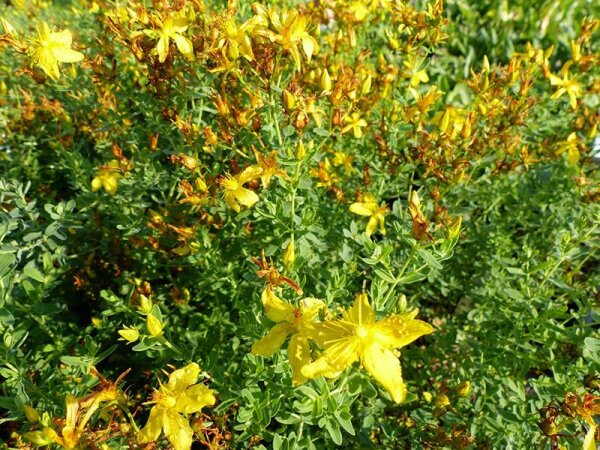 Hypericum perforatum