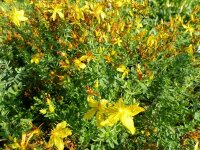 Hypericum perforatum