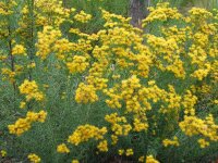 Aster (Galatella) linosyris