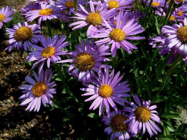 Aster alpinus Dunkle Schöne