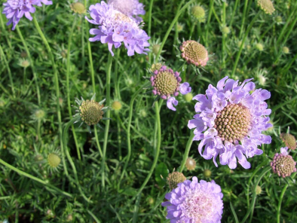 Scabiosa japonica var. alpina