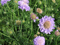 Scabiosa japonica var. alpina