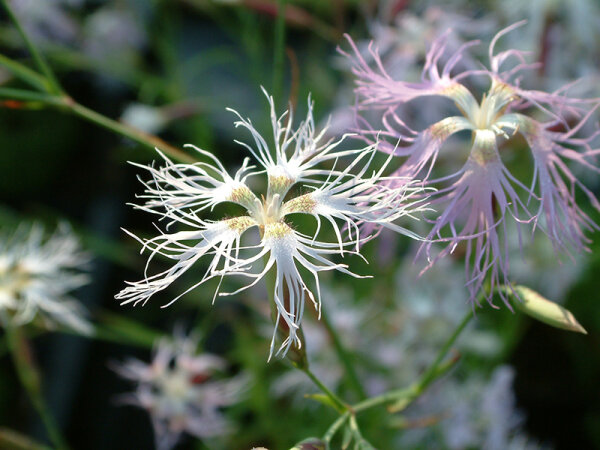 Dianthus superbus