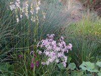 Dianthus superbus