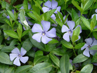 Vinca minor