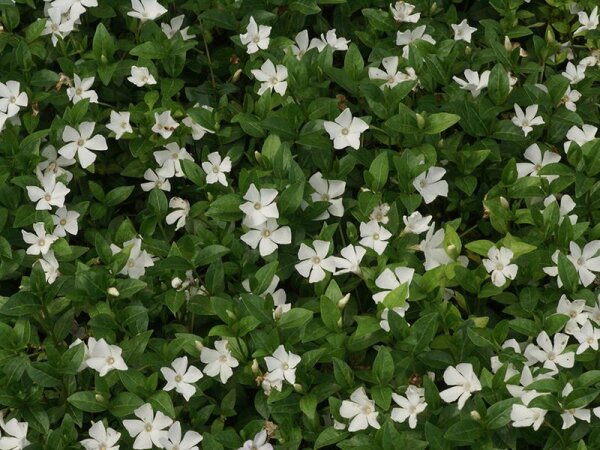 Vinca minor Gertrude Jekyll