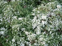 Aster (Symphyotrichum) ericoides subsp. pansus Snowflurry