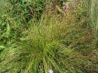 Sporobolus heterolepis Odorous Cloud