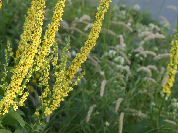Verbascum nigrum