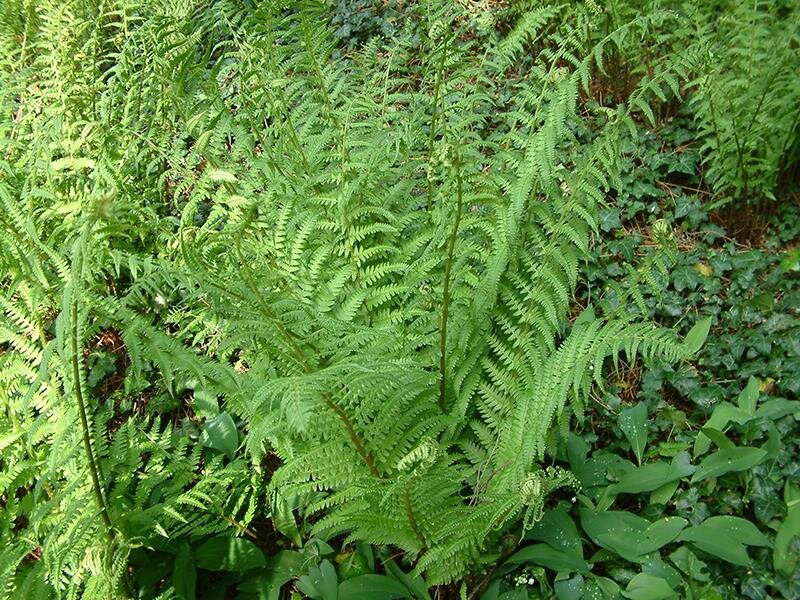 Dryopteris filix-mas