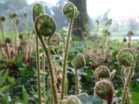 Dryopteris filix-mas