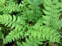 Polystichum aculeatum