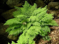 Athyrium filix-femina