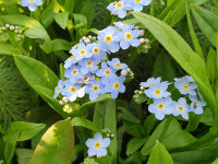 Myosotis palustris (Portion lose Ware)