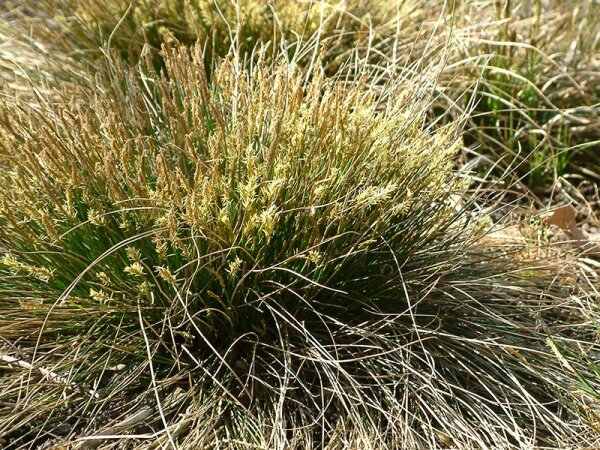Carex davalliana