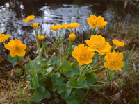 Caltha palustris