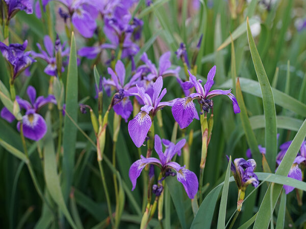 Iris versicolor (lose Ware)