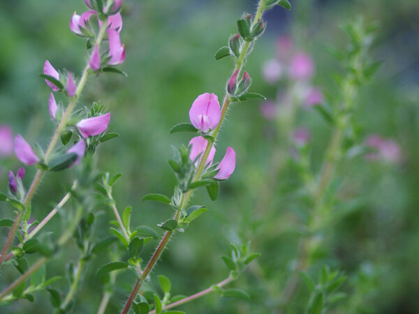 Ononis spinosa