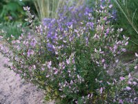 Ononis spinosa