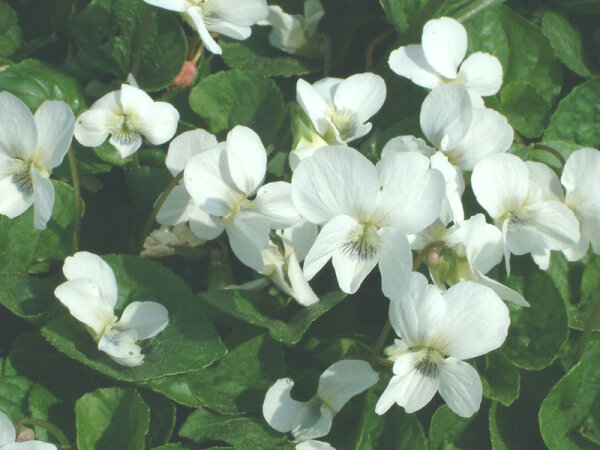 Viola sororia Albiflora