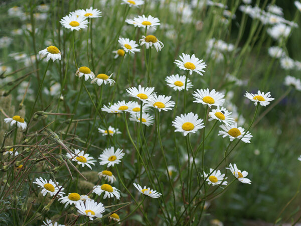 Leucanthemum vulgare