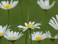 Leucanthemum vulgare