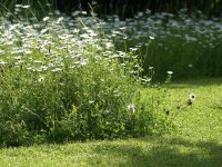 Leucanthemum vulgare