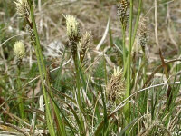 Carex humilis