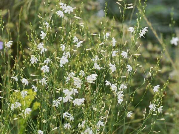 Anthericum ramosum